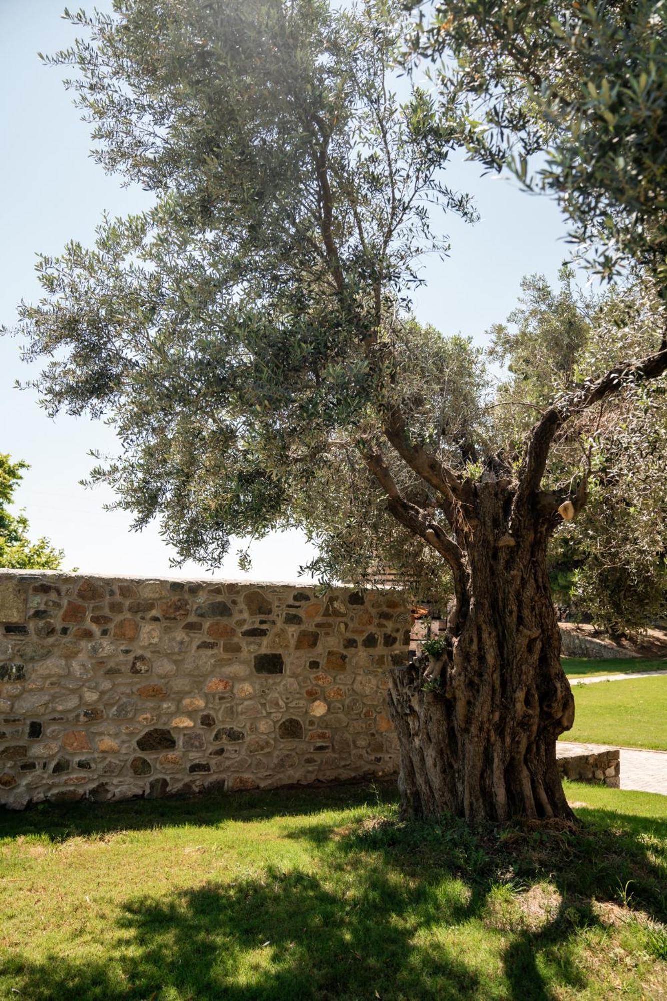 Hotel Kaminos Evia